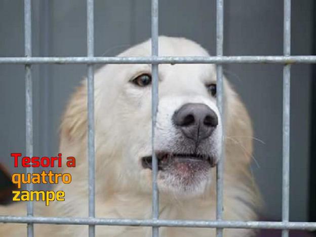 cane_sanitario_zampa_adf
