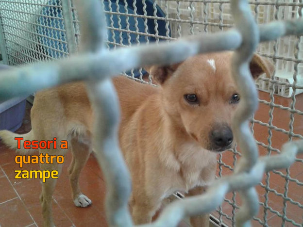 cane_sanitario_adf