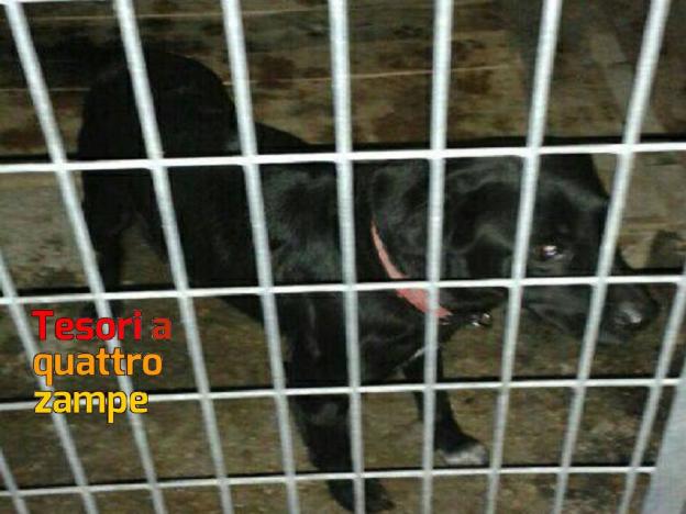 cane_sanitario_femmina_adozione_saltata_adf