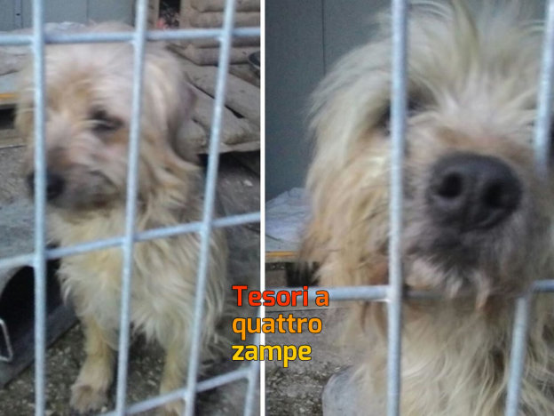 cane_sanitario_nuovo_cane_adf
