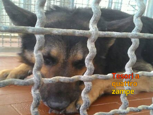 cane_sanitario_terria_adf