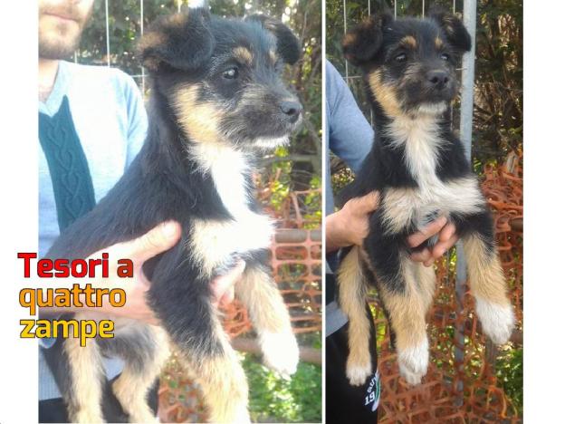 cane_scafati_cinzia_castellano_raffy