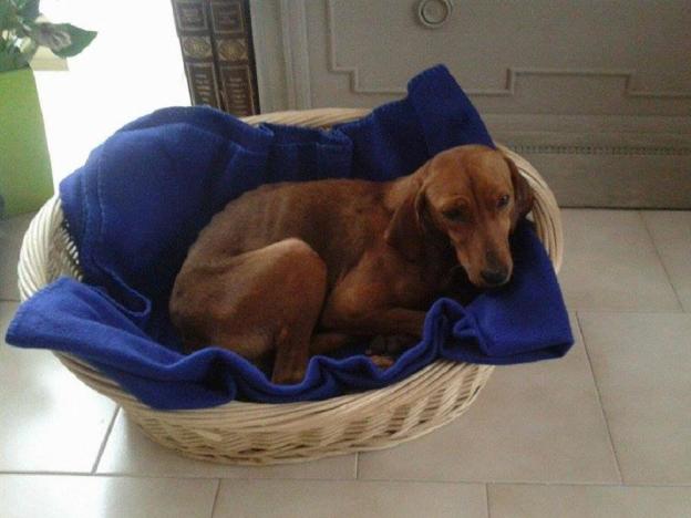 cane_segugia_sanitario_adf_adottata