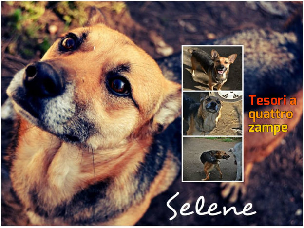cane_selene_imma_mirto