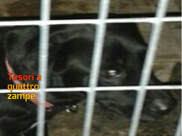 cane_simil_labrador_nera_sanitario_adottata