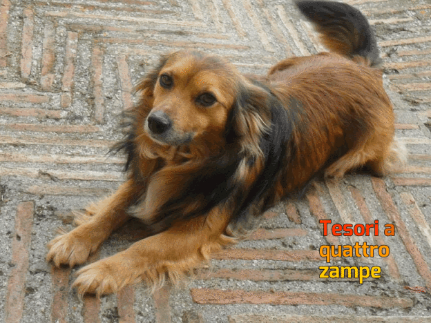 cane_smarrito_alberto_bizzano