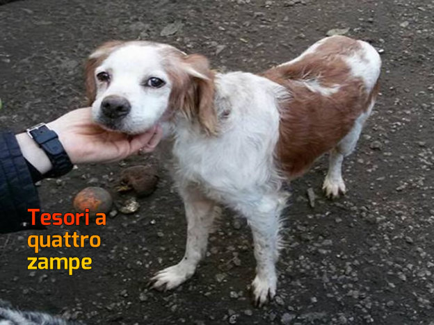 cane_soffio_imma_mirto