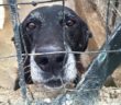 cane_spillo_eleonora_ricci_raffy_