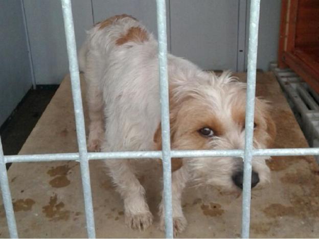 cane_spinoncina_sanitario_adf