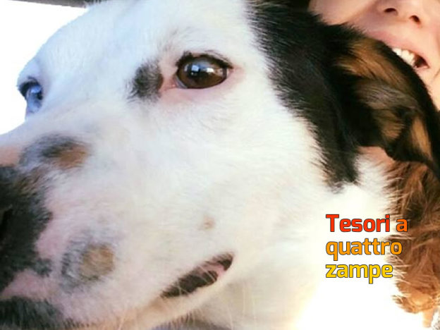 cane_twix_adottato_p&f
