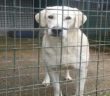 cane_viterbo_raffy_