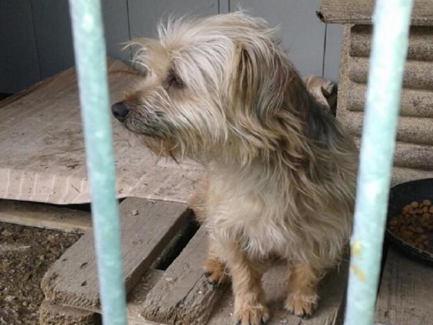 cane_yorkshire_canile_sanitario_adf