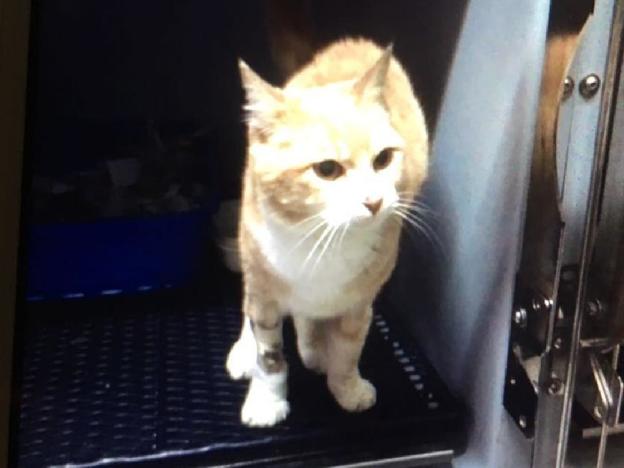 gatto_adottato_domenico_sanesi