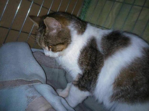 gatto_cerca_stallo_erika_petrucci