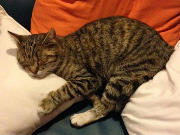 gatto_gatta_sasha_lancia