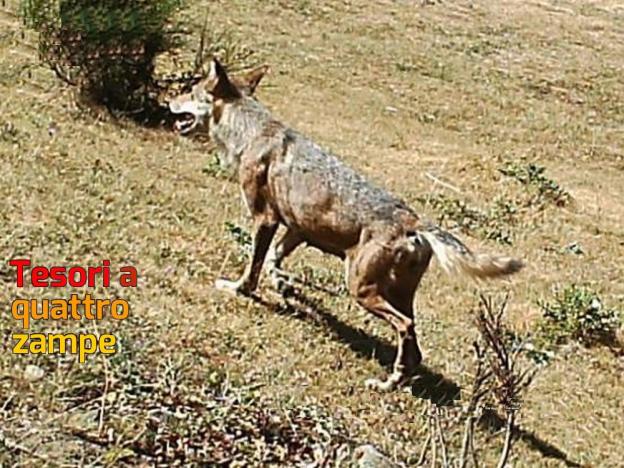 lupo_provincia_rieti_3
