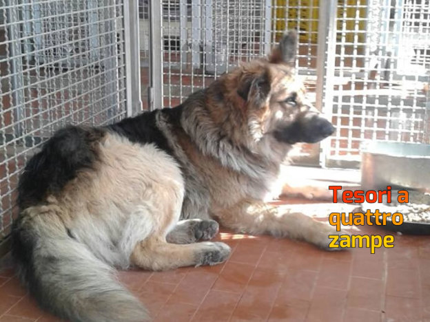 cane