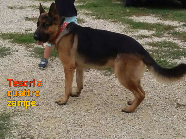 cane-pastore_tedesco_gibbo
