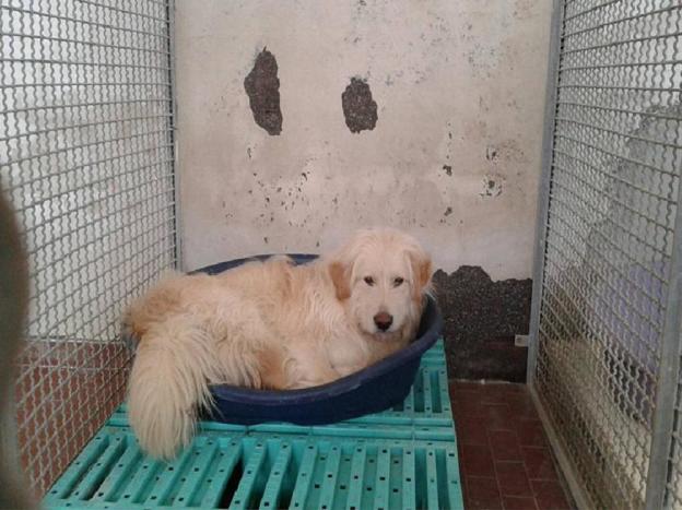 cane_accalappiato_torricella_sanitario_adf