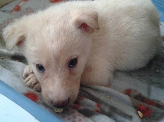 cane_adf_rieti_figlia_2_ziggy