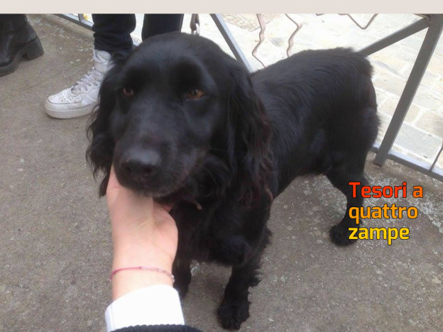 cane_amatrice_arianna_arigoni