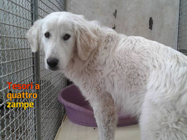 cane_angel_sanitario_adf