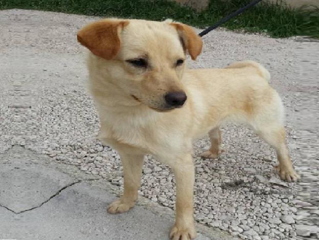 cane_antrodoco_sanitario_adf