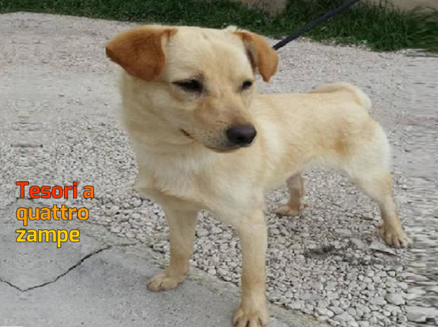cane_antrodoco_sanitario_adf-624×469