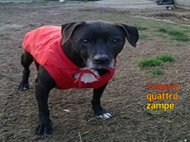 cane_associazione_donna_giuliana_carrellino
