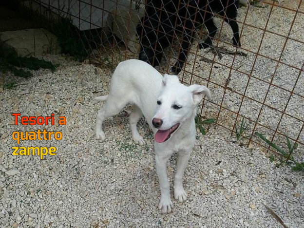 cane_bella_poggio_catino_p&f