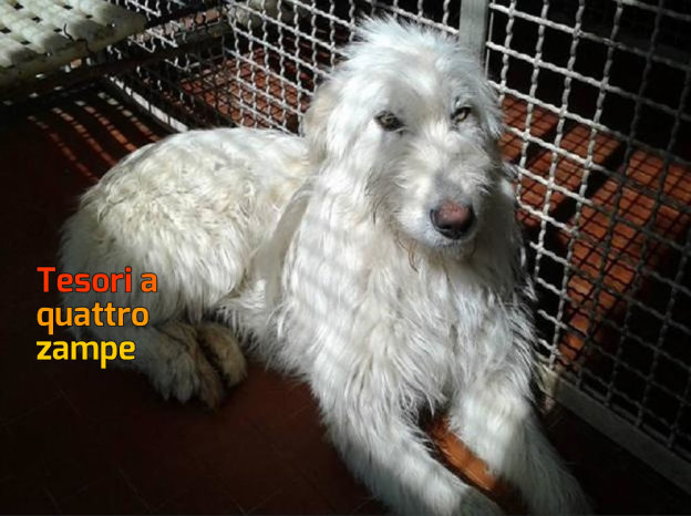 cane_bia_sanitario_adf-624×467