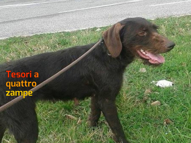 cane_bice_sanitario_adf3-450×750