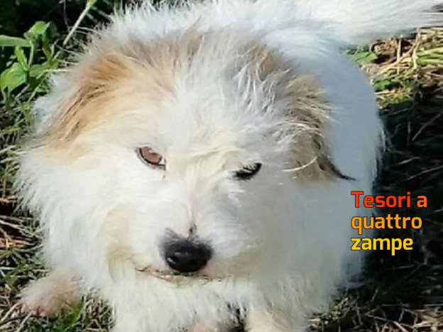 cane_billy_palestrina__marzia_scafetti-624×468