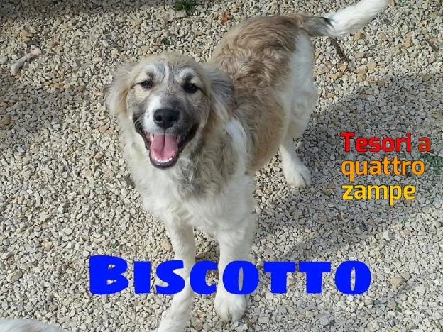 cane_biscotto_poggio_catino_p&f