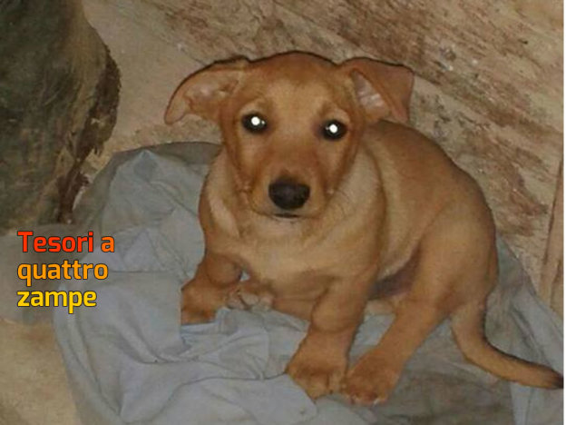cane_black_poggio_mirteto_p&f