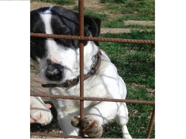 cane_cagnolina_cantalice_adf
