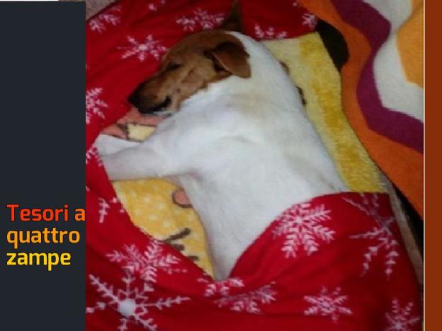 cane_cagnolina_cieca_vittoria_marino_raffy_5