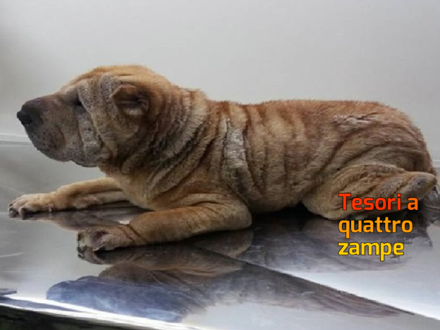 cane_cagnolina_cooper_fortuna_raffy-624×468