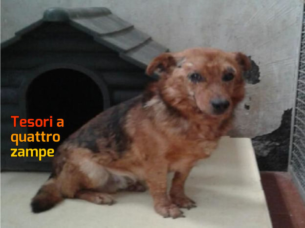 cane_cagnolino_sanitario_rieti_adf-624×468