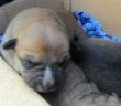 cane_cani_cuccioli_adf_2_