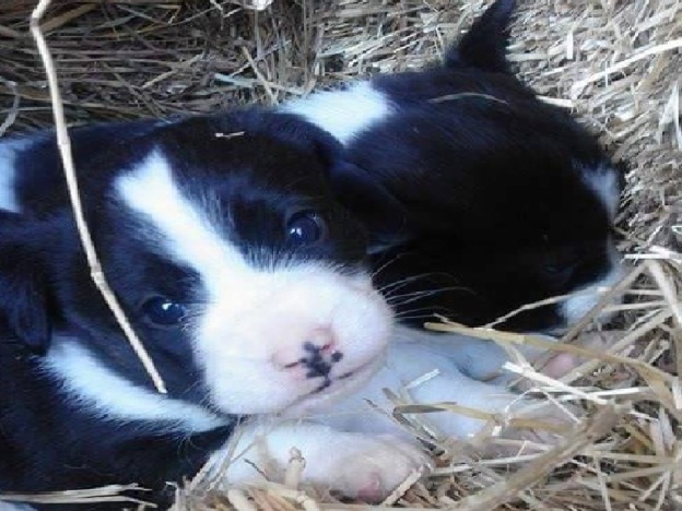 cane_cani_cuccioli_marina_animalista_patrizia_osteria_nuova