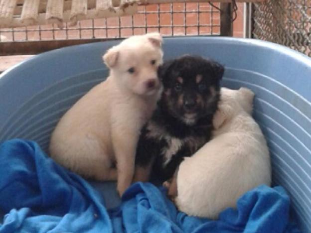 cane_cani_cuccioli_ziggy_sanitario_adf