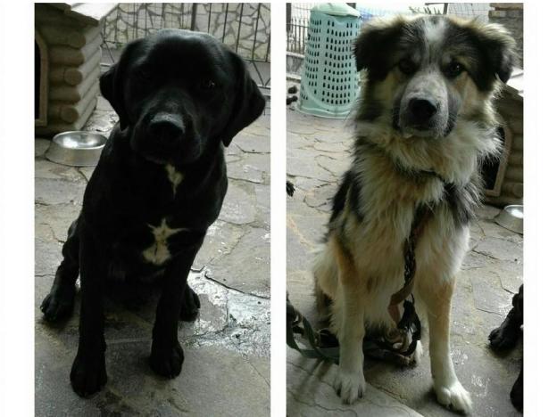 cane_cani_fara_sabina_p&f