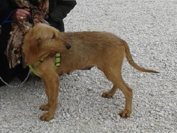 cane_clara__sanitario_adf