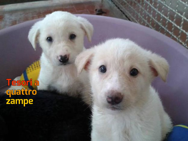 cane_cuccioli_mamma_ziggy_sanitario_adf-624×468
