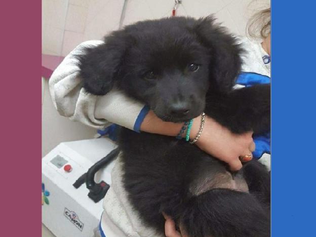 cane_cucciolo_nero_p_&_f