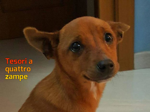 cane_dana_dario_dagostino_raffy-624×468