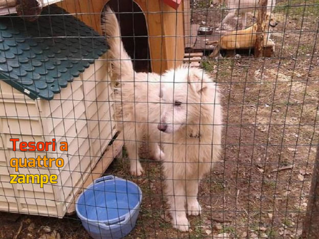 cane_falcor_sanitario_adf-624×467