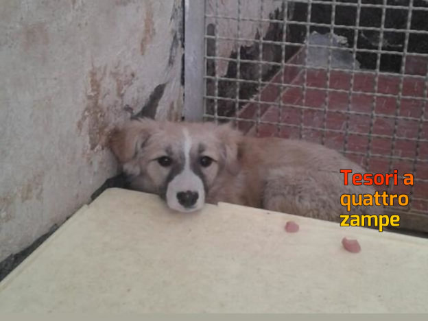 cane_femmina_3_sanitario_adf-624×468