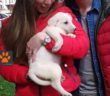 cane_figlia_ziggy_adottata_adf__
